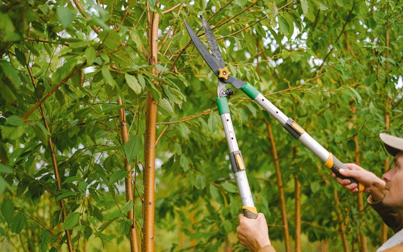 Tree trimming in Winigan, MO